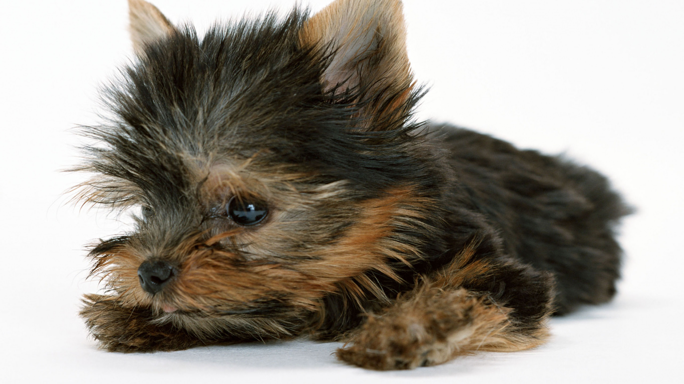 Black and Brown Long Coated Small Dog. Wallpaper in 1366x768 Resolution