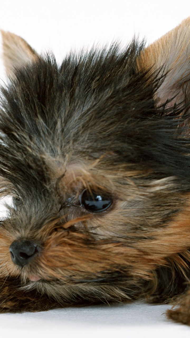 Black and Brown Long Coated Small Dog. Wallpaper in 720x1280 Resolution