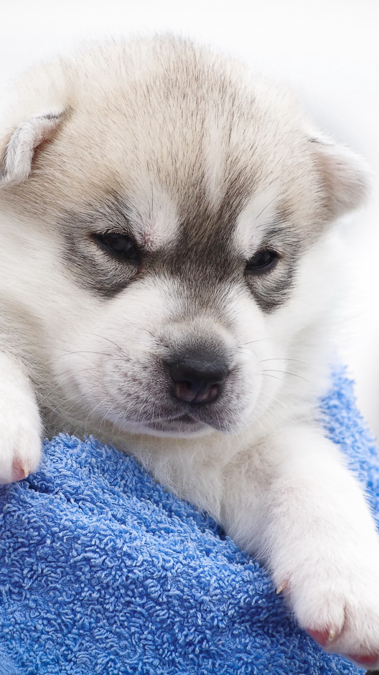 Weißer Und Brauner Welpe Auf Blauem Textil. Wallpaper in 750x1334 Resolution