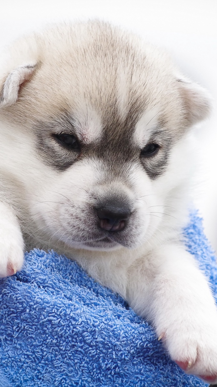 Cachorro Blanco y Marrón Sobre Textil Azul. Wallpaper in 720x1280 Resolution