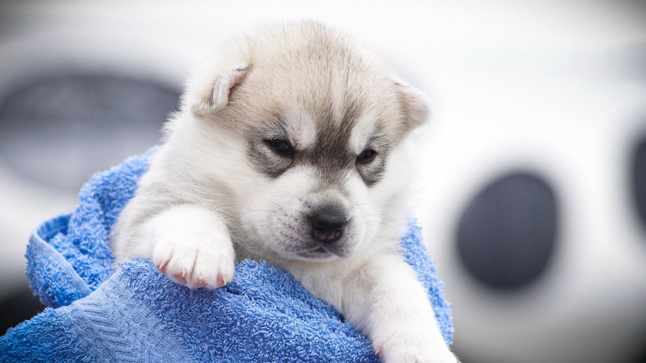 White and Brown Puppy on Blue Textile. Wallpaper in 1280x720 Resolution