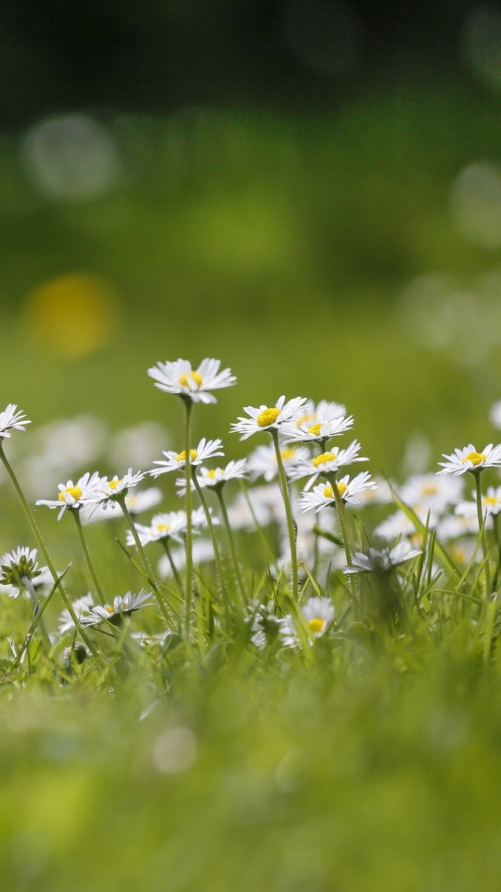 Weiße Und Gelbe Blumen Auf Grüner Wiese. Wallpaper in 720x1280 Resolution