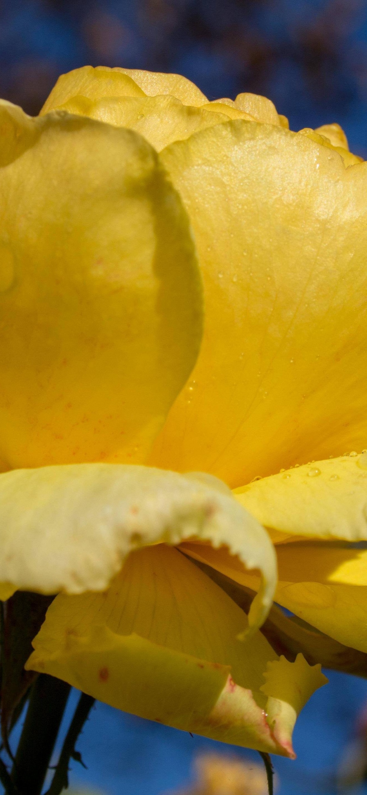 Flora, Flower, Plant, Water, Petal. Wallpaper in 1242x2688 Resolution