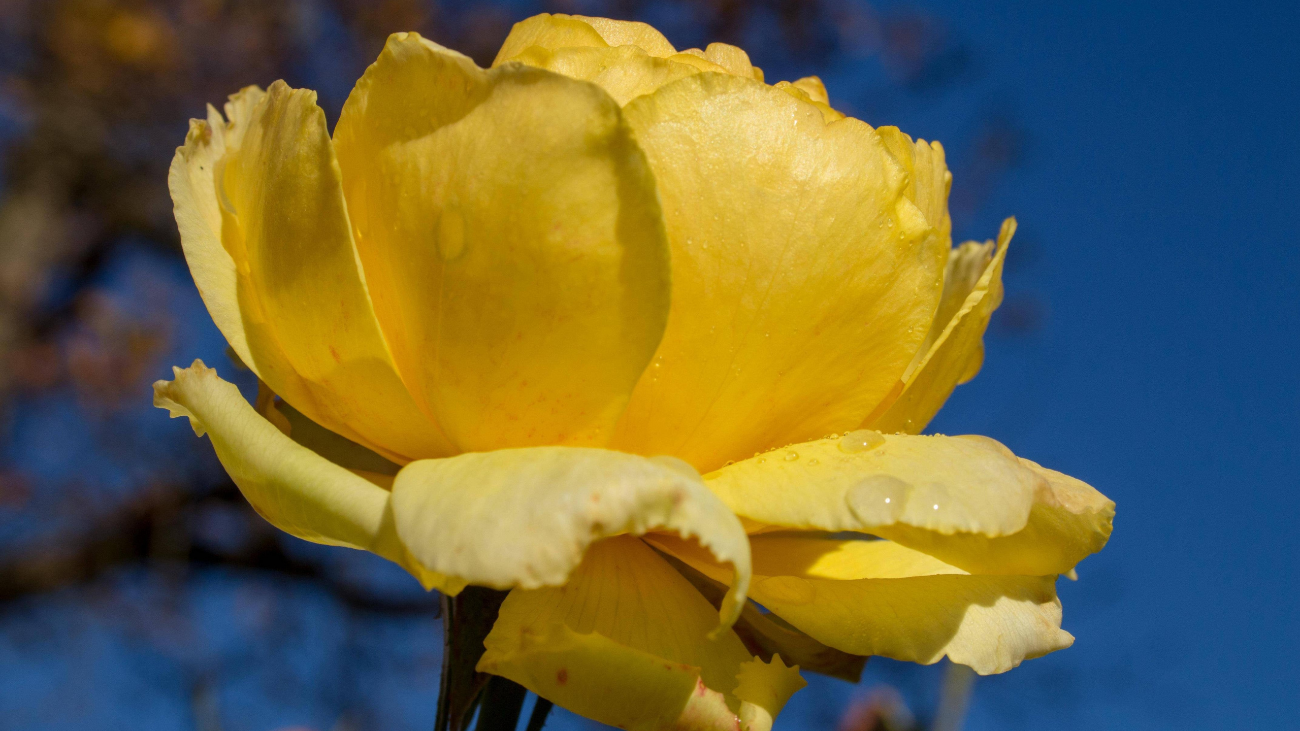 Flora, Flower, Plant, Water, Petal. Wallpaper in 2560x1440 Resolution