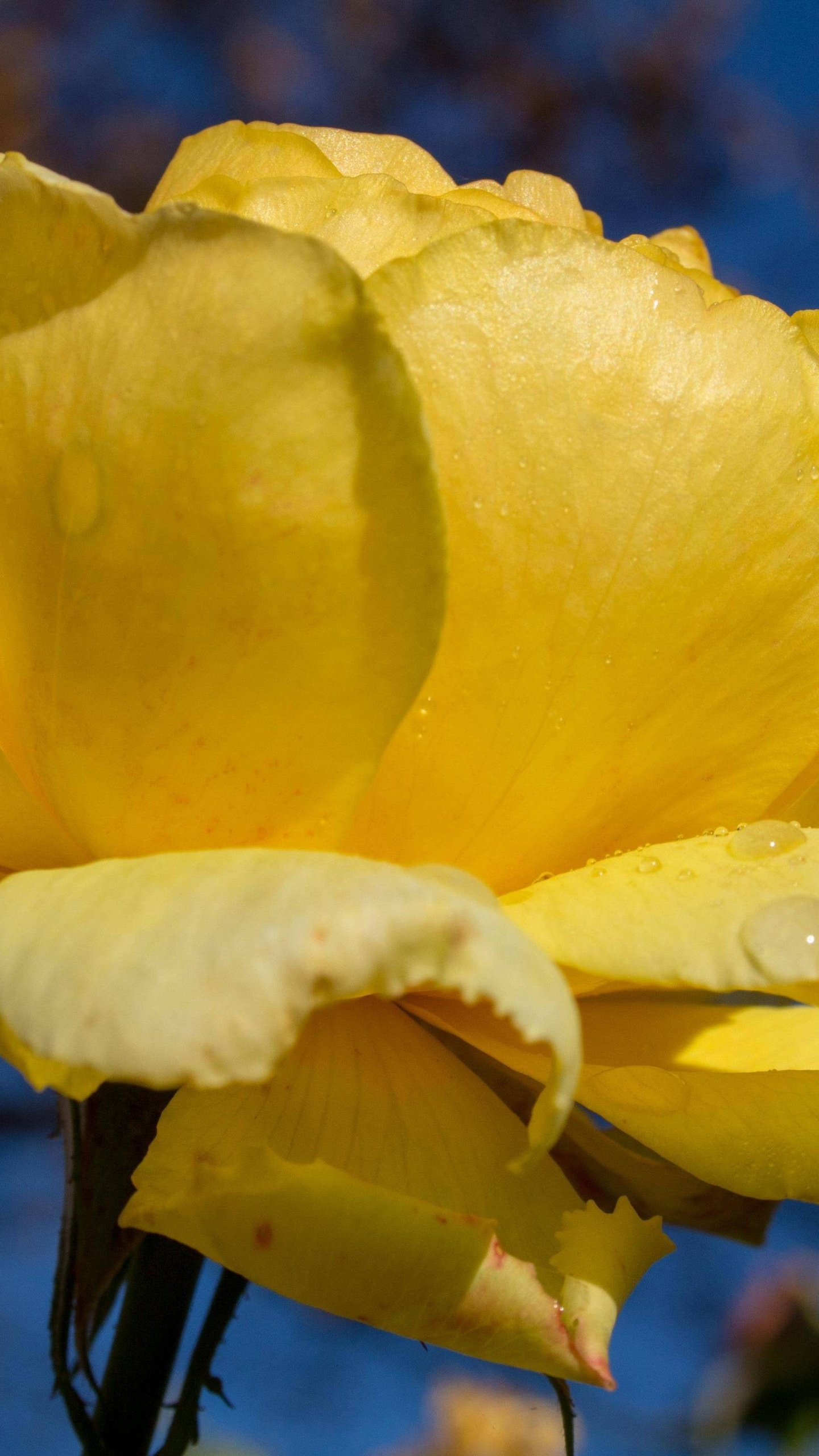 Flore, Eau, Pétale, Plante Herbacée, Roses. Wallpaper in 1440x2560 Resolution