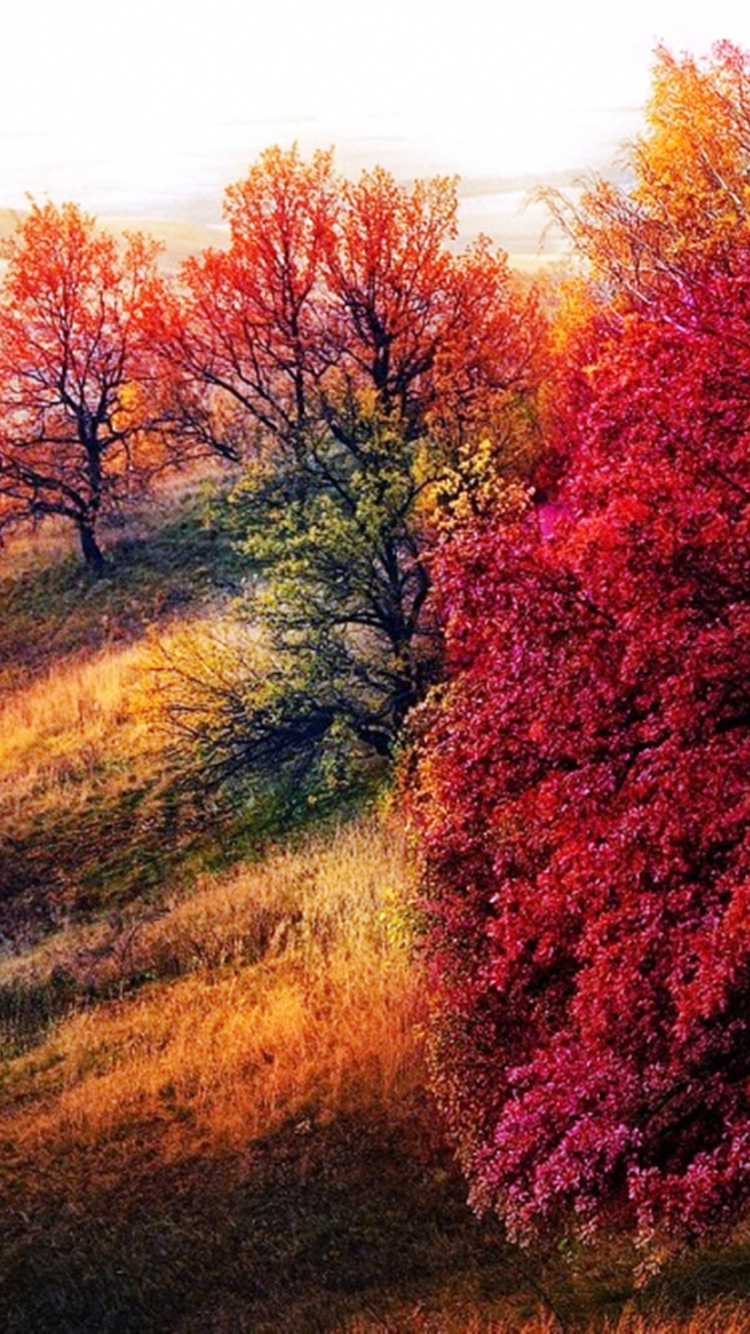 Árboles Rojos y Verdes Bajo un Cielo Blanco Durante el Día. Wallpaper in 750x1334 Resolution