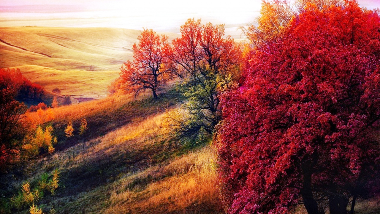 Red and Green Trees Under White Sky During Daytime. Wallpaper in 1280x720 Resolution