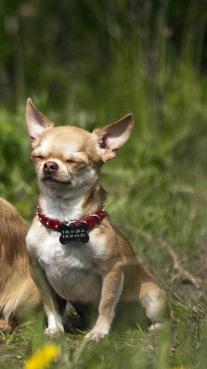 2 Chiens Bruns et Blancs Sur le Terrain D'herbe Verte Pendant la Journée. Wallpaper in 720x1280 Resolution