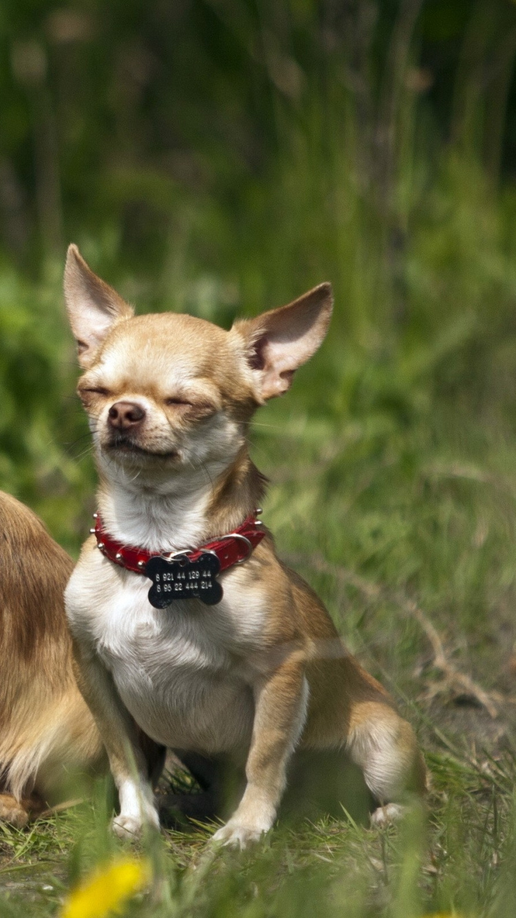 2 Perros Marrones y Blancos en el Campo de Hierba Verde Durante el Día. Wallpaper in 750x1334 Resolution