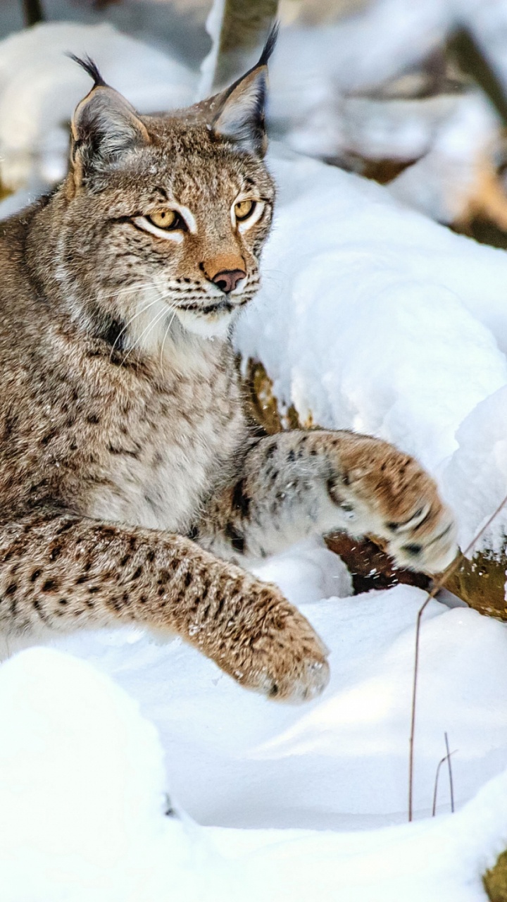 Chat Brun et Noir Sur Sol Couvert de Neige. Wallpaper in 720x1280 Resolution