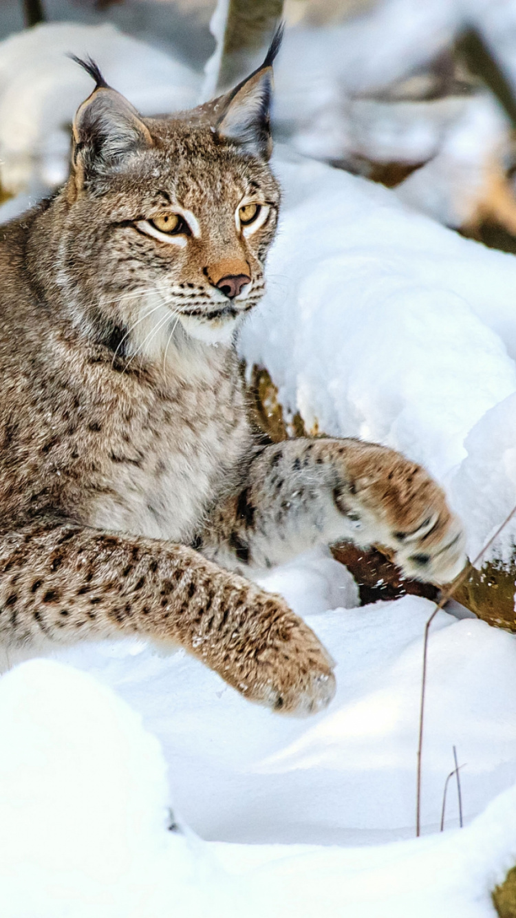 Chat Brun et Noir Sur Sol Couvert de Neige. Wallpaper in 750x1334 Resolution