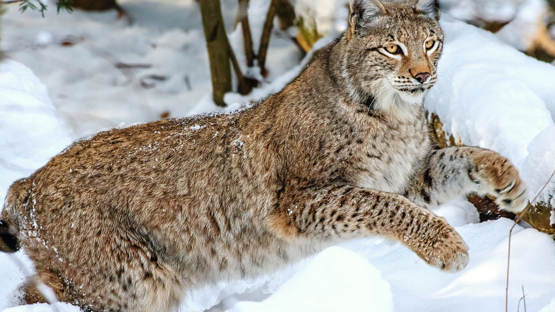 Braune Und Schwarze Katze Auf Schneebedecktem Boden. Wallpaper in 1920x1080 Resolution