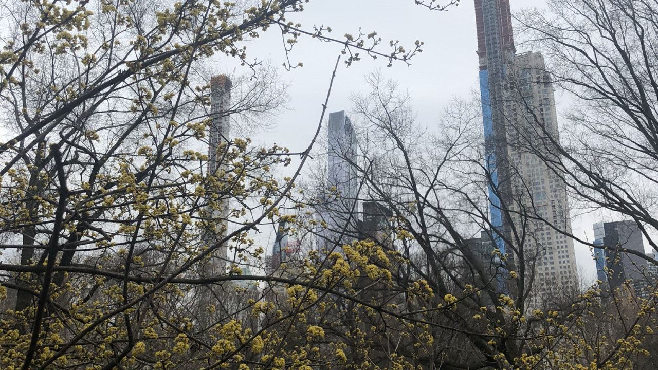 Feuille, Sciences, Plante, Physique, Rameau. Wallpaper in 1280x720 Resolution