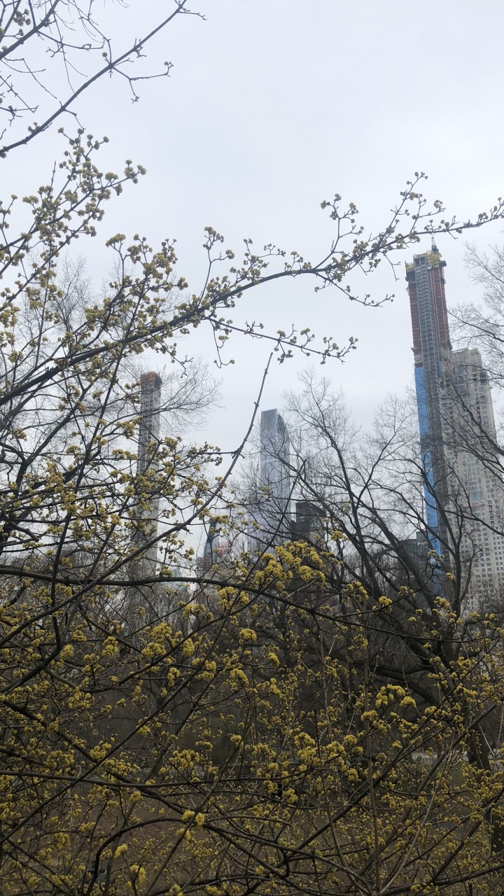 科学, 物理学, 树枝, 塔块, 落叶 壁纸 720x1280 允许