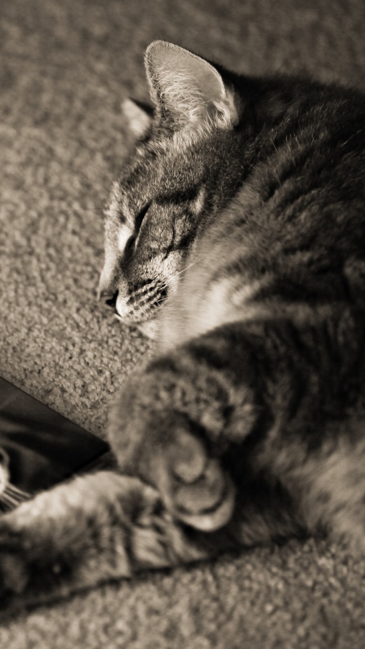 Gato Blanco y Negro Tirado en el Suelo. Wallpaper in 720x1280 Resolution