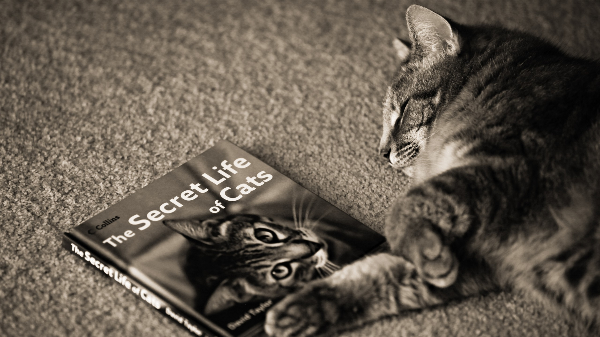 Black and White Cat Lying on The Floor. Wallpaper in 1920x1080 Resolution