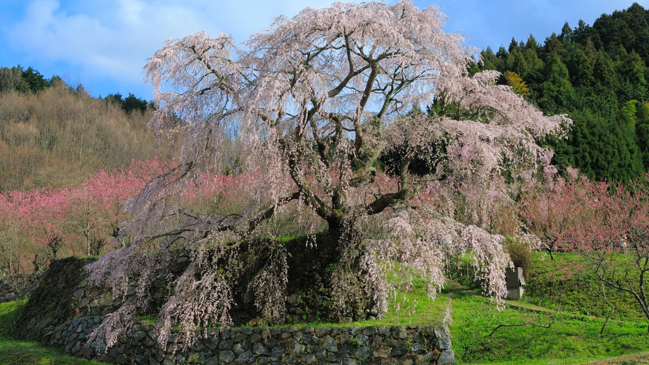 日本, 樱花, 开花, 弹簧, 木本植物 壁纸 1280x720 允许