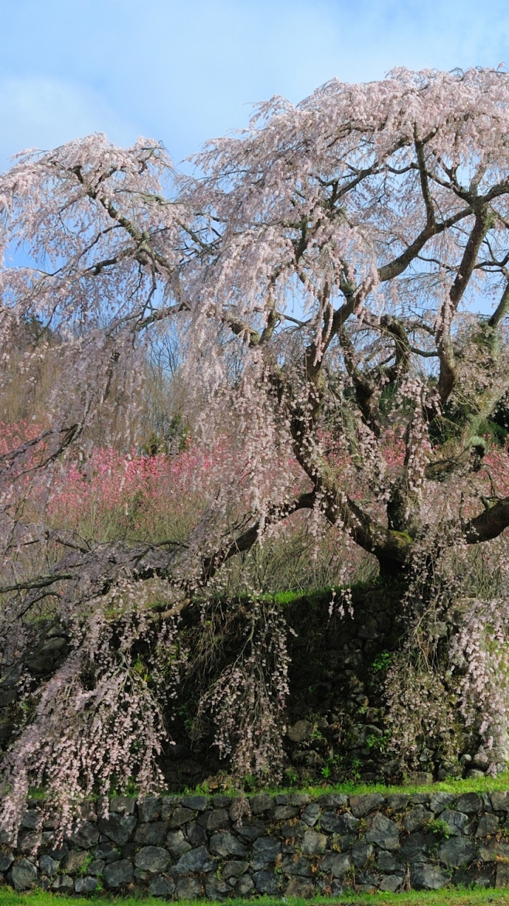 日本, 樱花, 开花, 弹簧, 木本植物 壁纸 720x1280 允许