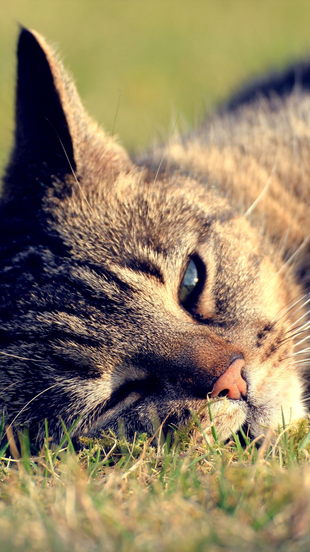 Silver Tabby Katze, Die Tagsüber Auf Grünem Gras Liegt. Wallpaper in 1080x1920 Resolution