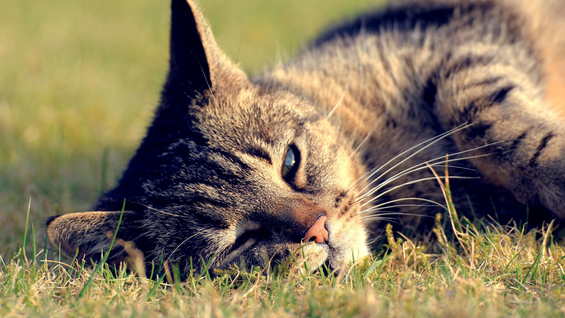 Silver Tabby Cat Lying on Green Grass During Daytime. Wallpaper in 1920x1080 Resolution