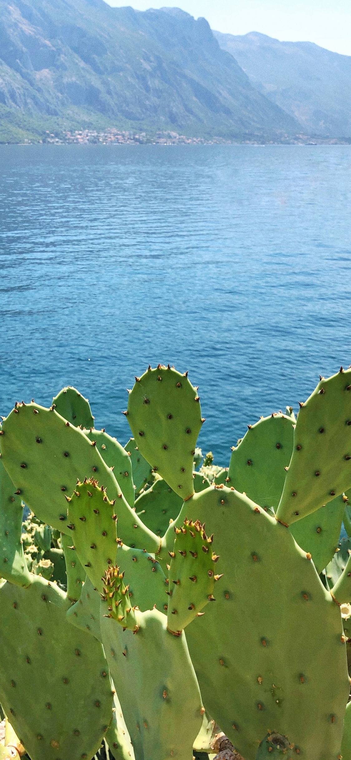 Vegetation, Barbary Fig, Biome, Ecology, Science. Wallpaper in 1125x2436 Resolution