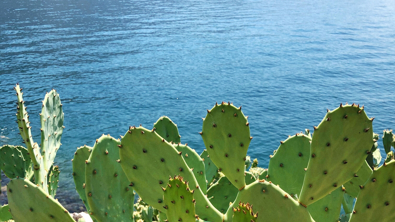 Vegetation, Barbary Fig, Biome, Ecology, Science. Wallpaper in 1280x720 Resolution