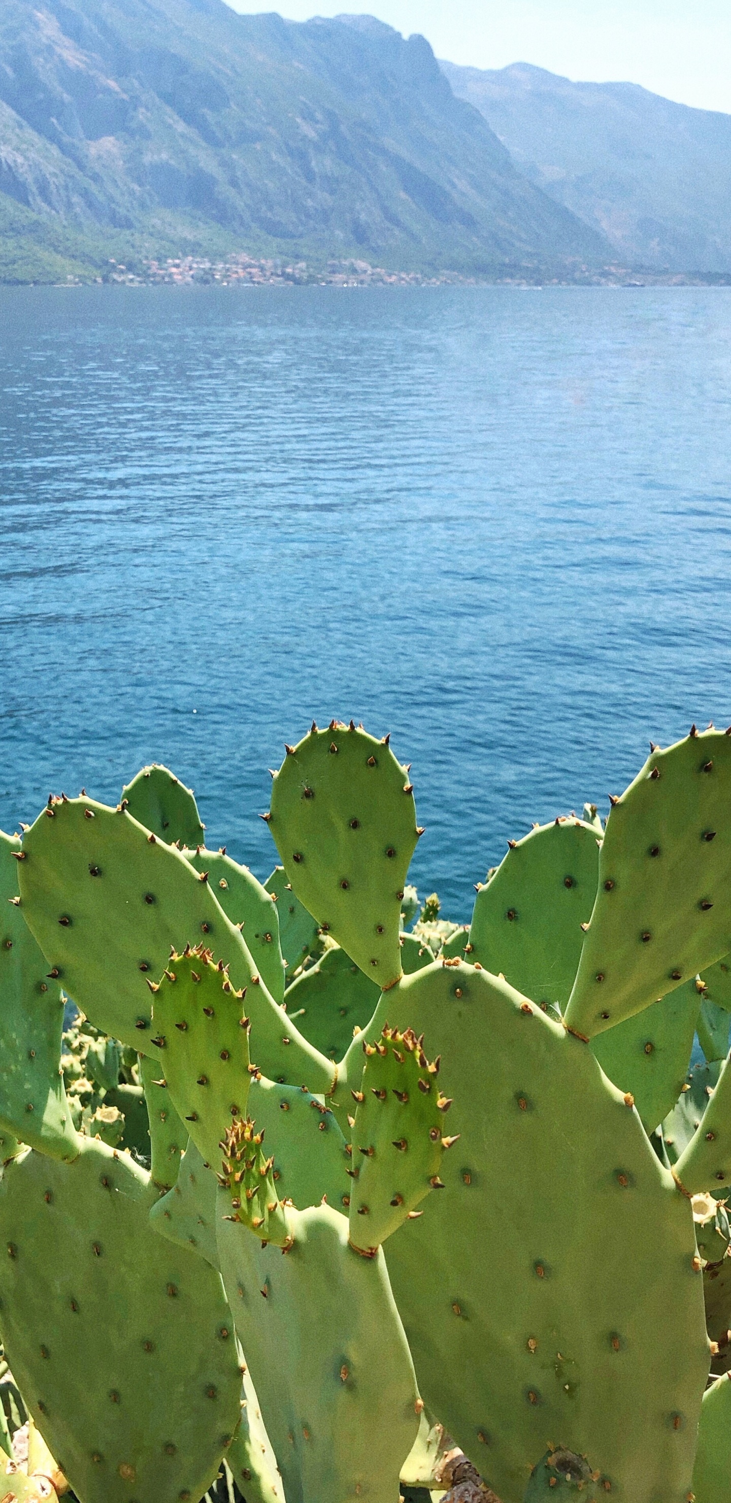 Vegetation, Barbary Fig, Biome, Ecology, Science. Wallpaper in 1440x2960 Resolution