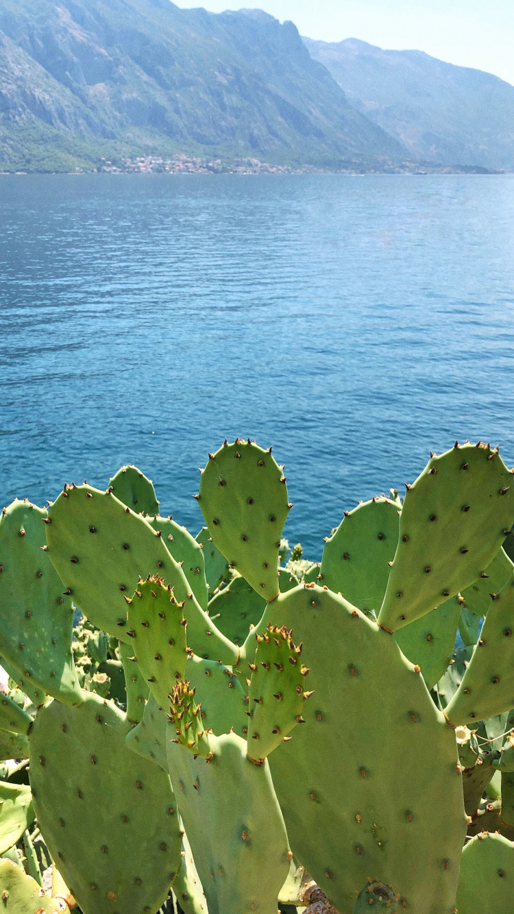 Vegetation, Barbary Fig, Biome, Ecology, Science. Wallpaper in 750x1334 Resolution