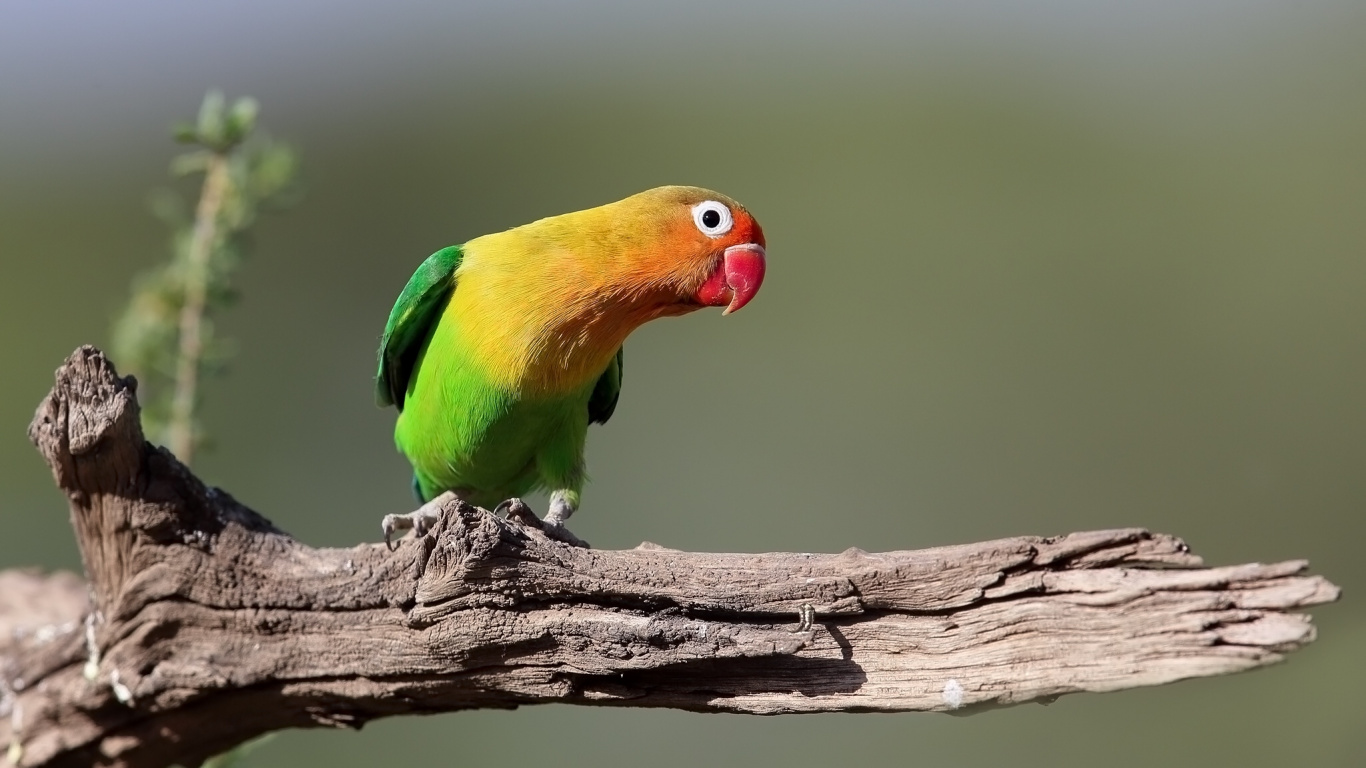 Green Yellow and Red Bird on Brown Tree Branch. Wallpaper in 1366x768 Resolution