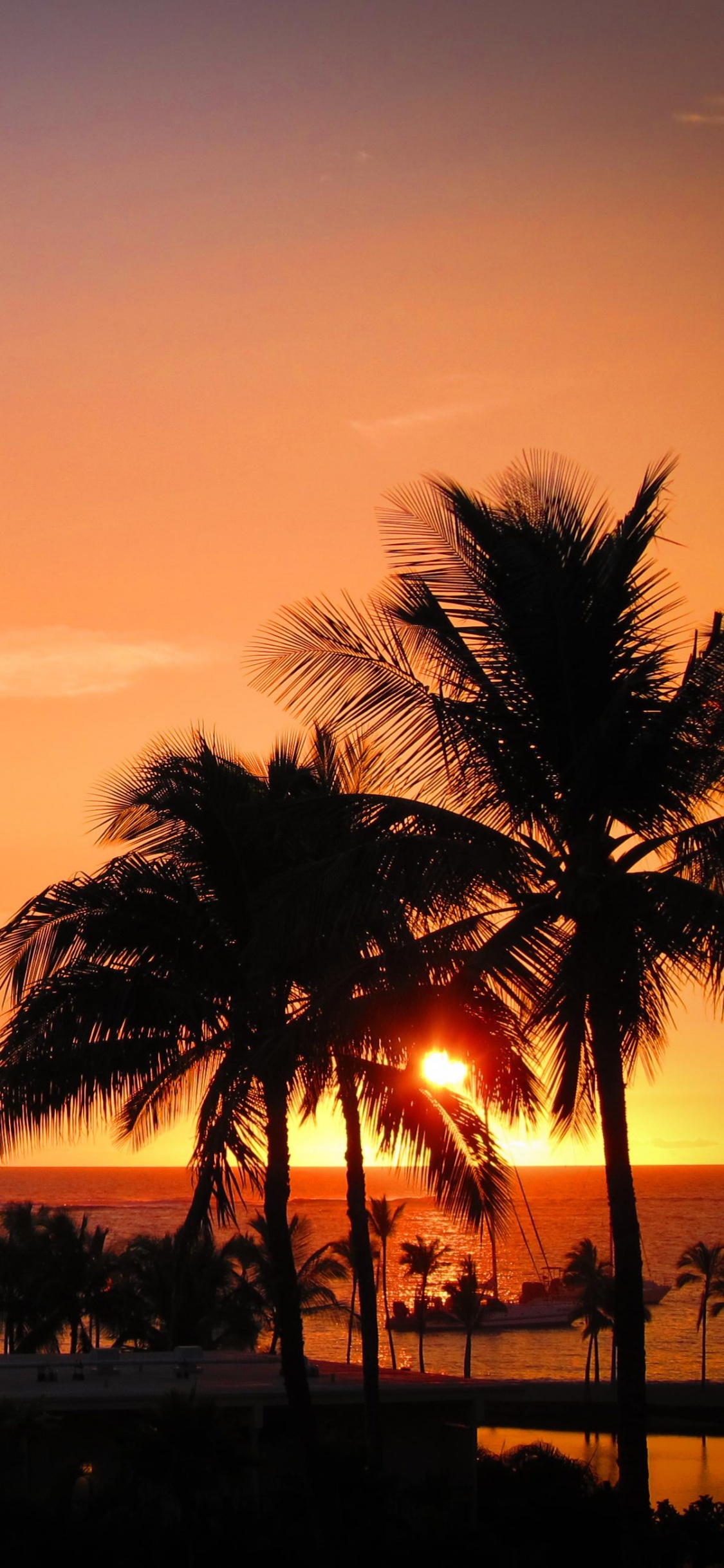 Palm Trees During Golden Hour. Wallpaper in 1125x2436 Resolution