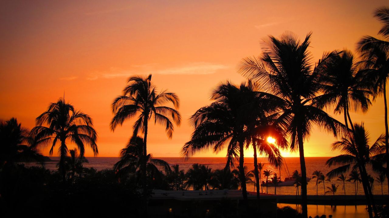 Palm Trees During Golden Hour. Wallpaper in 1280x720 Resolution