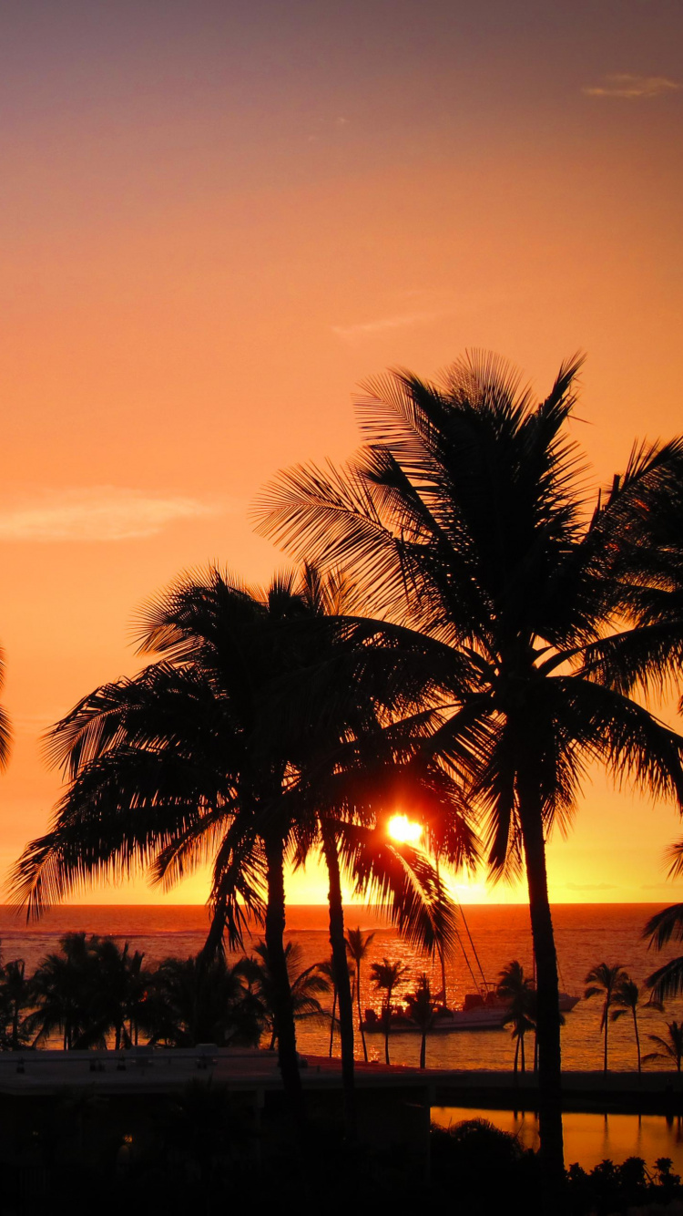 Palm Trees During Golden Hour. Wallpaper in 750x1334 Resolution