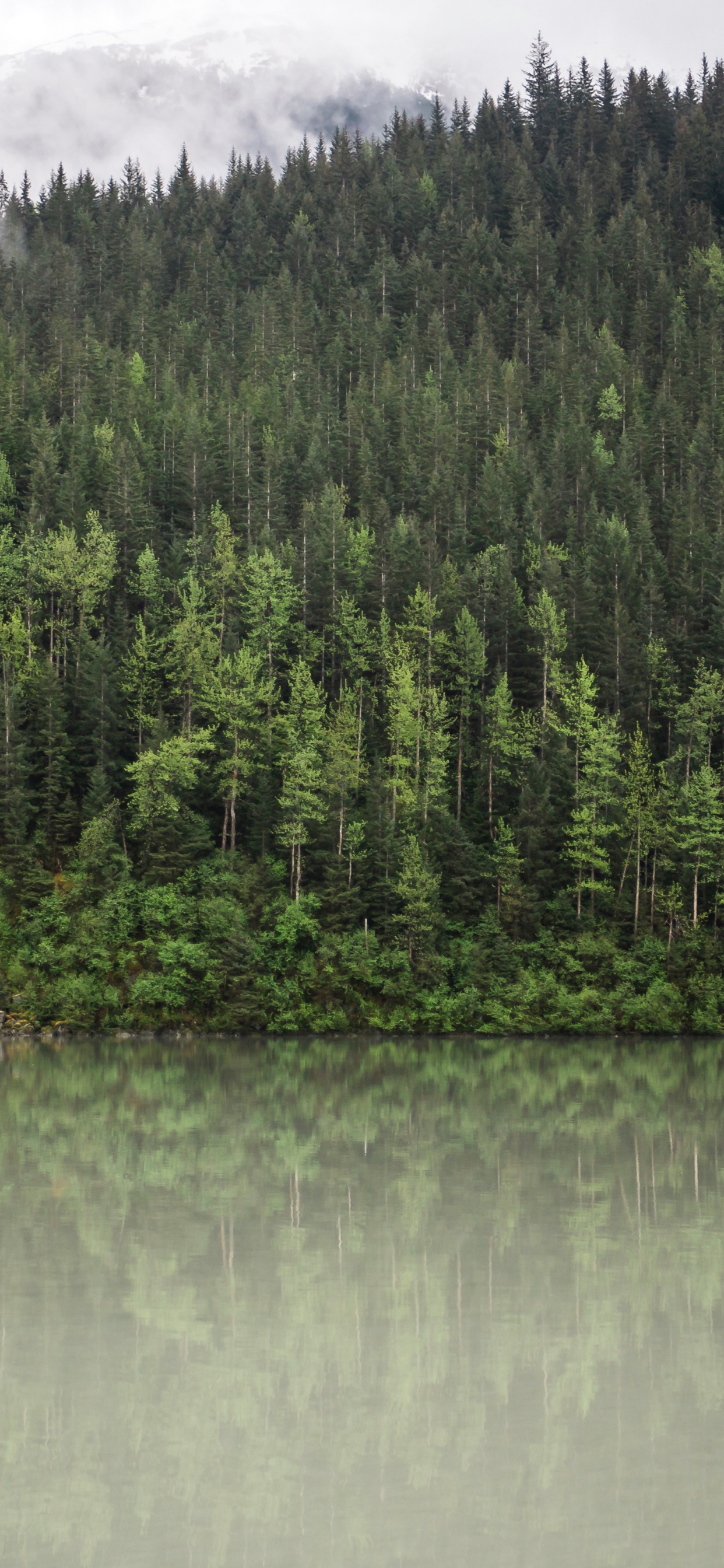 Forest, Reflection, Water, Tree, Nature. Wallpaper in 1242x2688 Resolution