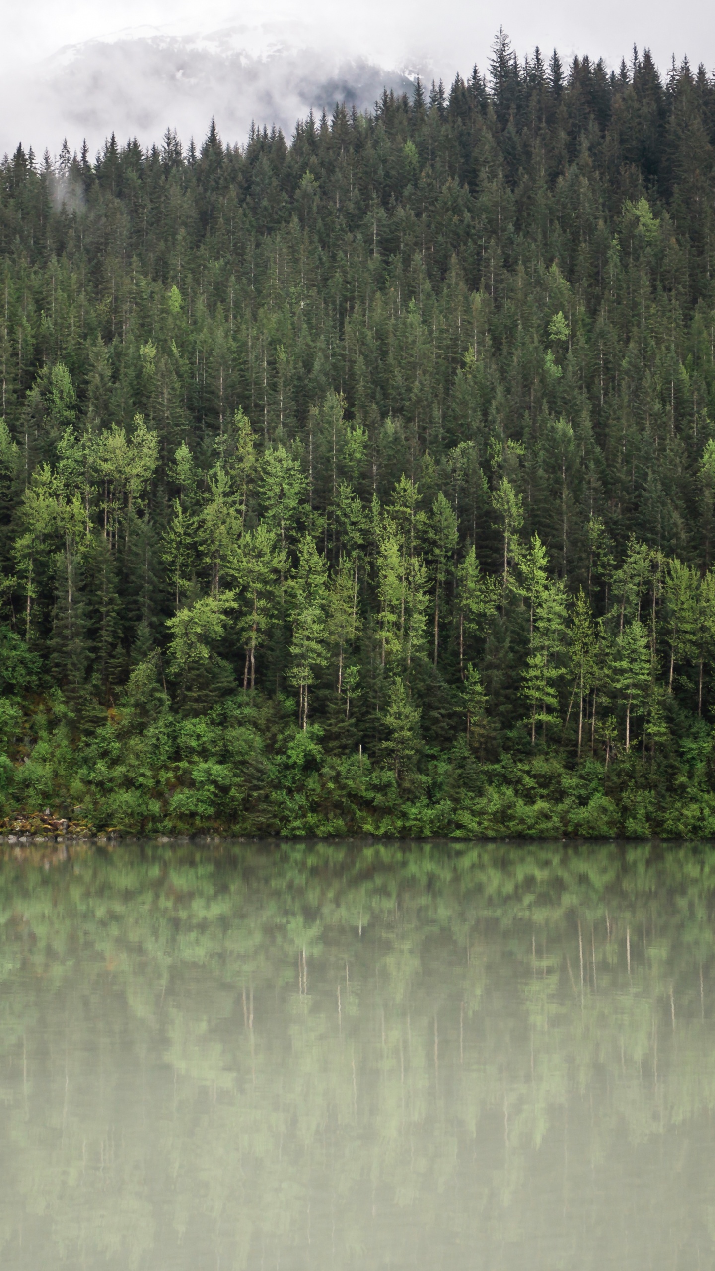 Forest, Reflection, Water, Tree, Nature. Wallpaper in 1440x2560 Resolution