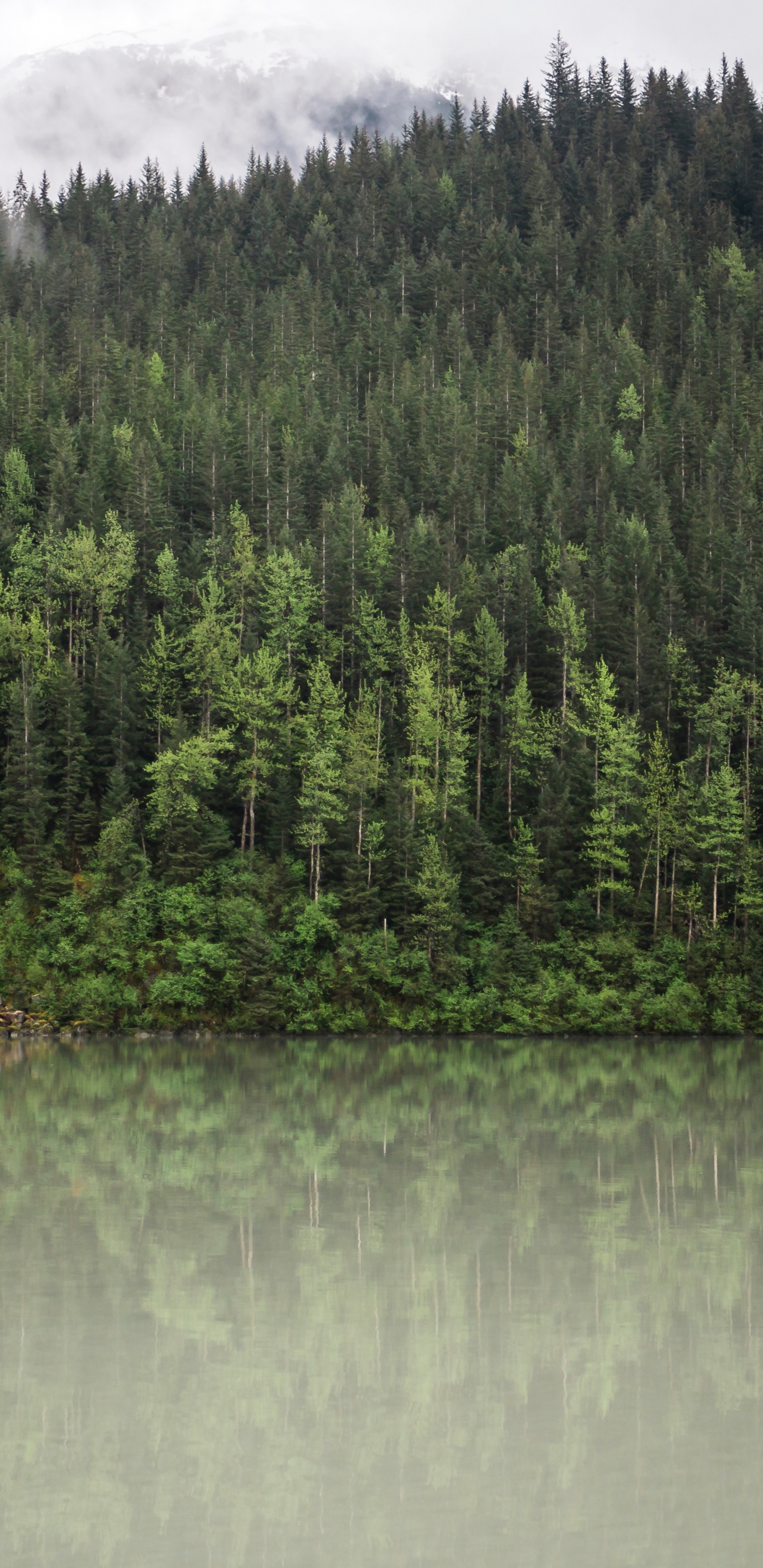 Forest, Reflection, Water, Tree, Nature. Wallpaper in 1440x2960 Resolution