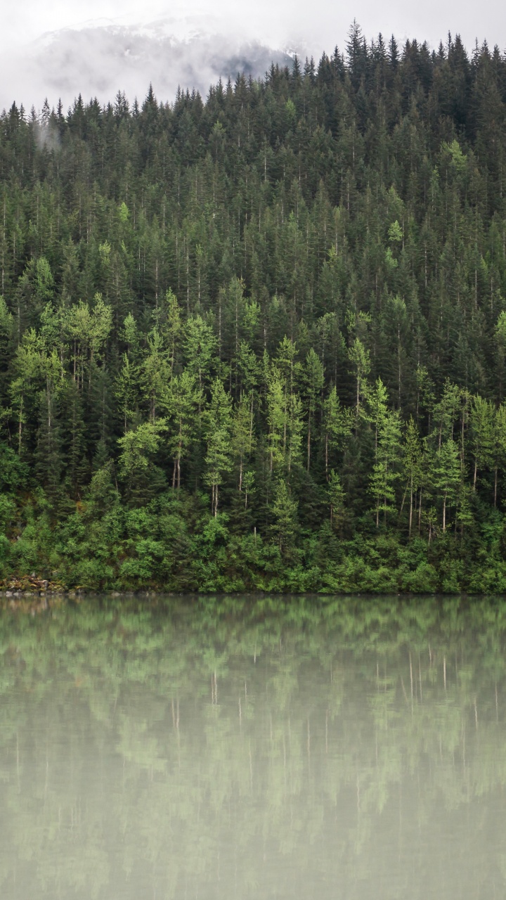 Forest, Reflection, Water, Tree, Nature. Wallpaper in 720x1280 Resolution