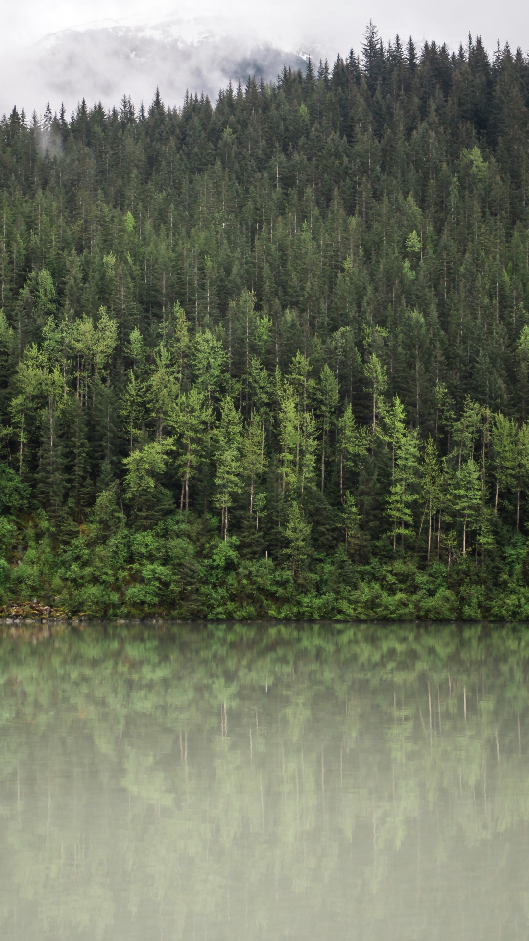 Forêt, Réflexion, Eau, Nature, Mixte de Conifères de la Forêt. Wallpaper in 1080x1920 Resolution