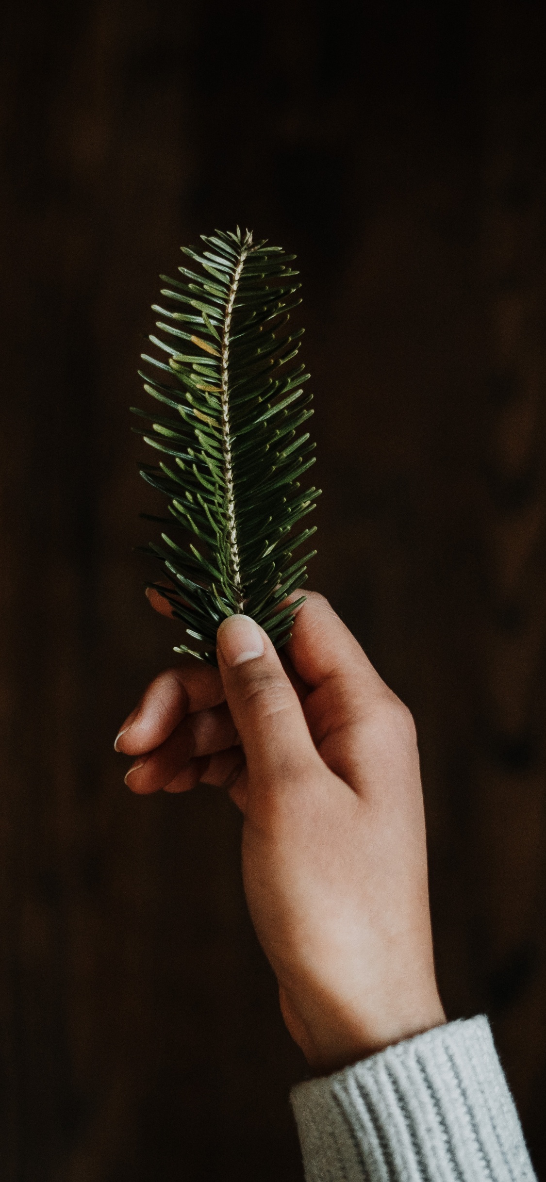 Person, Die Grüne Blattpflanze Hält. Wallpaper in 1125x2436 Resolution