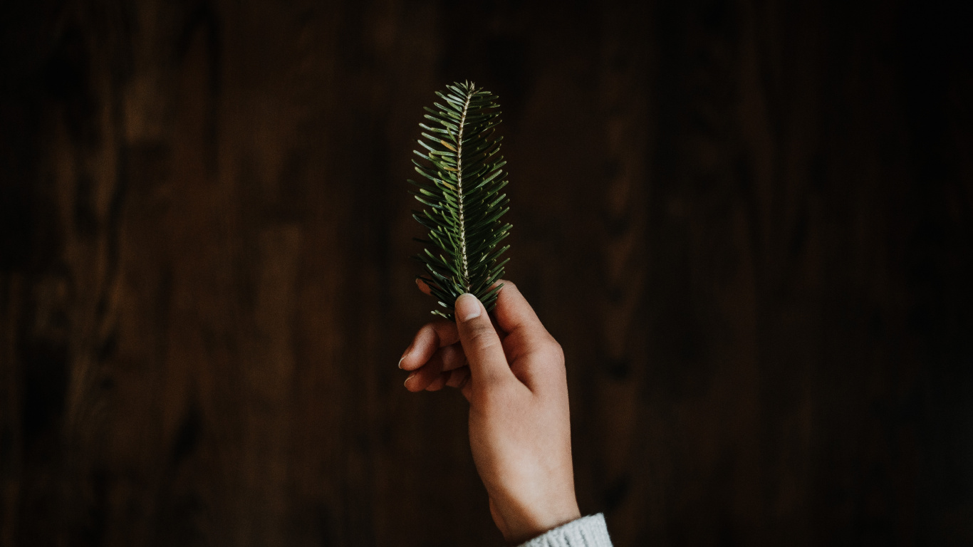 Person Holding Green Leaf Plant. Wallpaper in 1366x768 Resolution