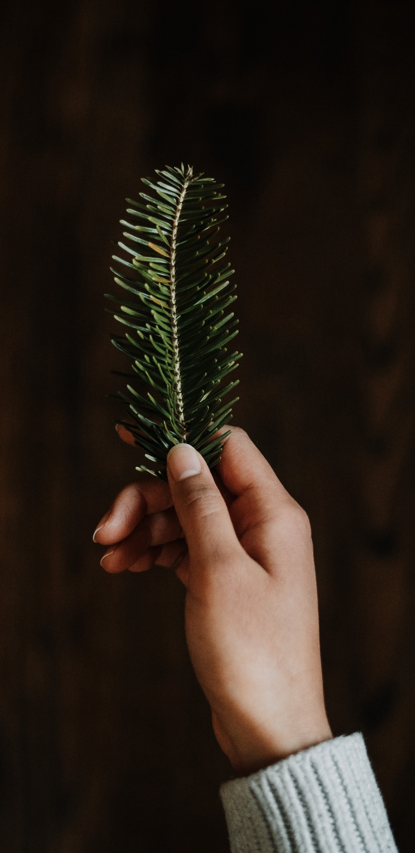 Person Holding Green Leaf Plant. Wallpaper in 1440x2960 Resolution