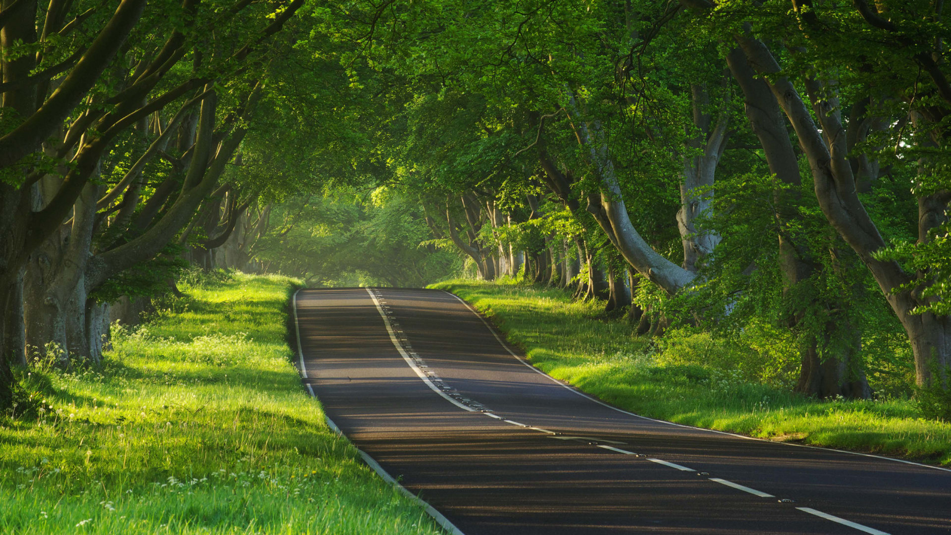 Camino de Madera Marrón en Medio Del Campo de Hierba Verde. Wallpaper in 1920x1080 Resolution