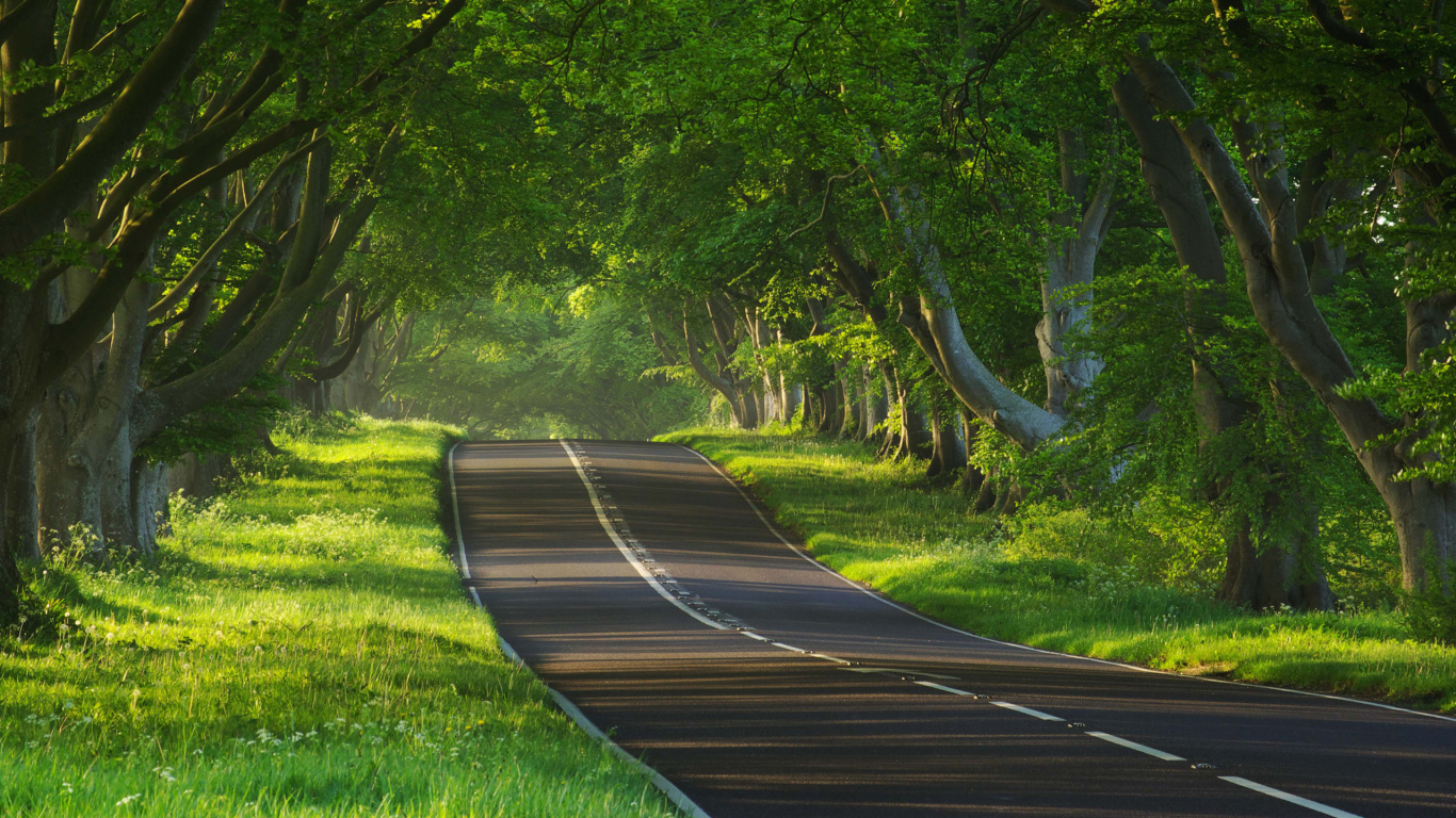 Sentier en Bois Brun au Milieu du Champ D'herbe Verte. Wallpaper in 1366x768 Resolution