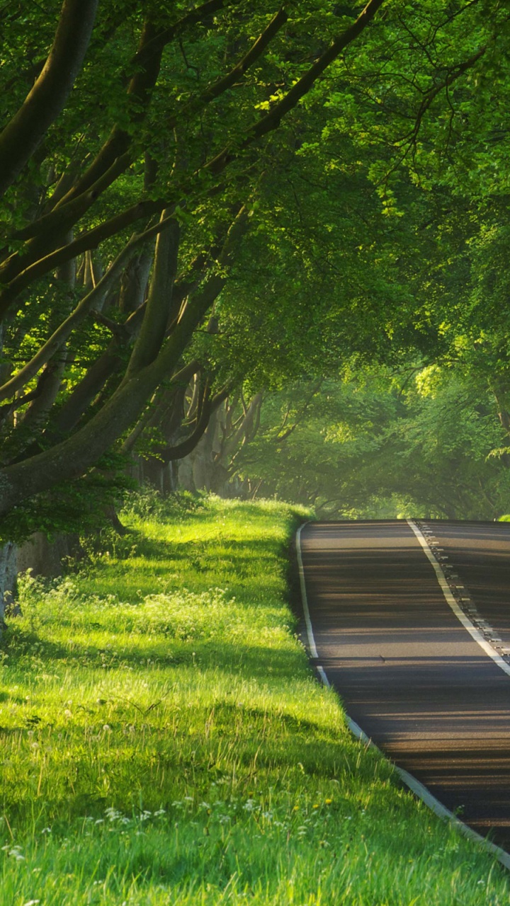 Brown Wooden Pathway in The Middle of Green Grass Field. Wallpaper in 720x1280 Resolution
