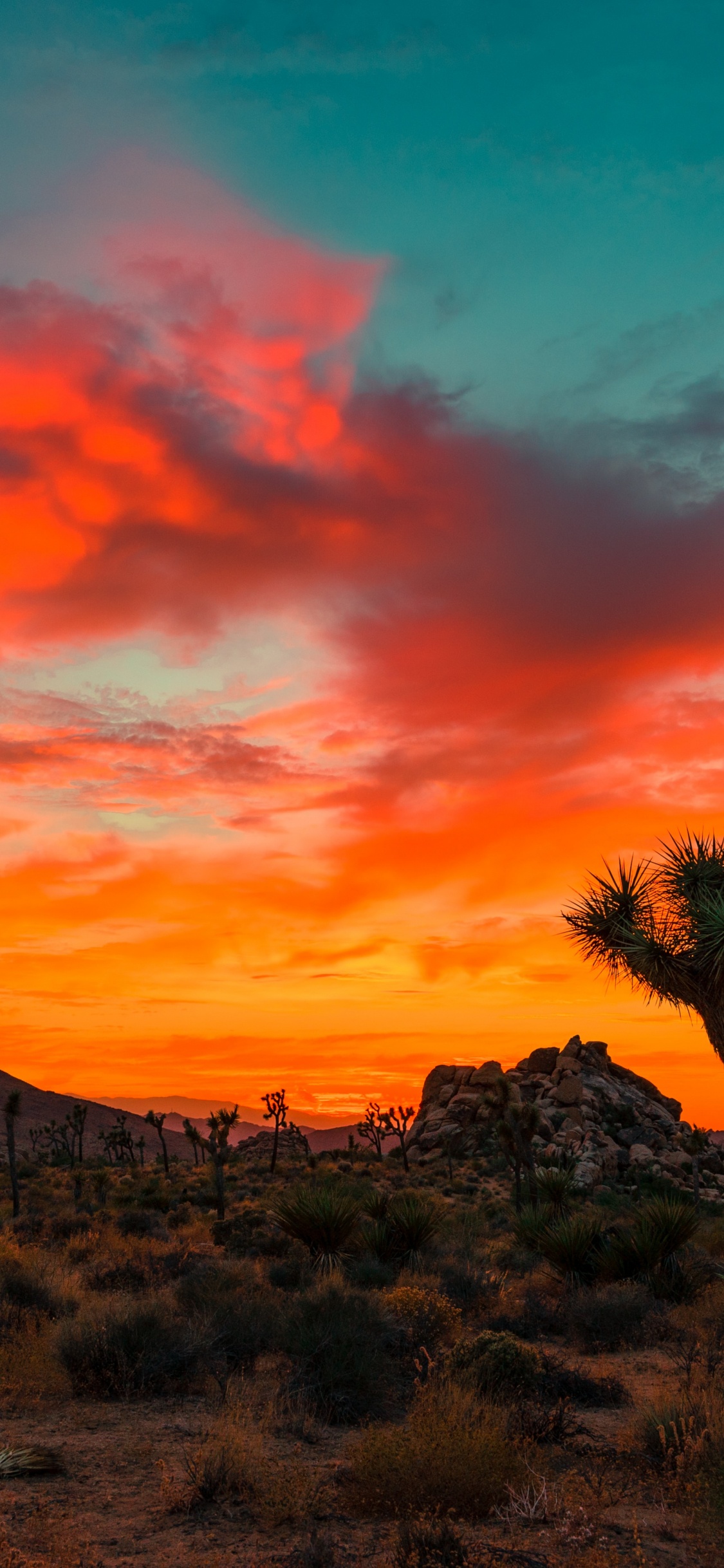 Joshua Tree Sonnenuntergang, Joshua Tree National Park, Joshua Tree, Sonnenuntergang, Wüsten Von Kalifornien. Wallpaper in 1125x2436 Resolution
