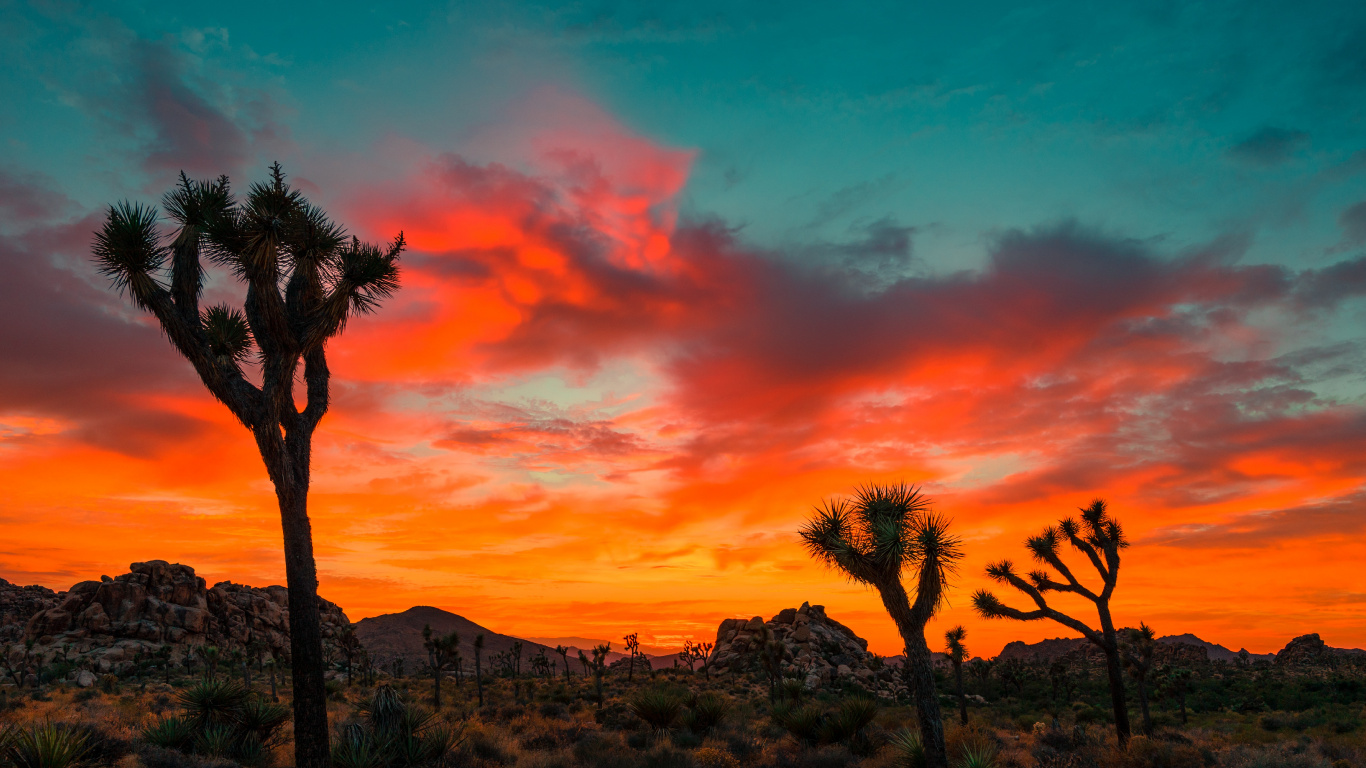 Joshua Tree Sonnenuntergang, Joshua Tree National Park, Joshua Tree, Sonnenuntergang, Wüsten Von Kalifornien. Wallpaper in 1366x768 Resolution