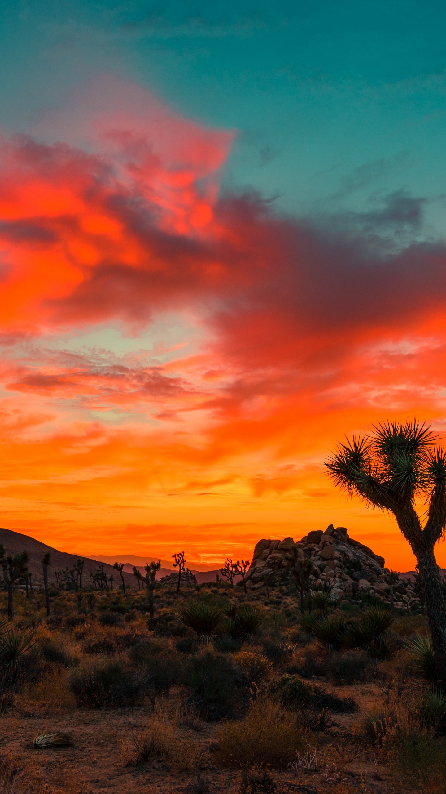 Joshua Tree Sonnenuntergang, Joshua Tree National Park, Joshua Tree, Sonnenuntergang, Wüsten Von Kalifornien. Wallpaper in 1440x2560 Resolution