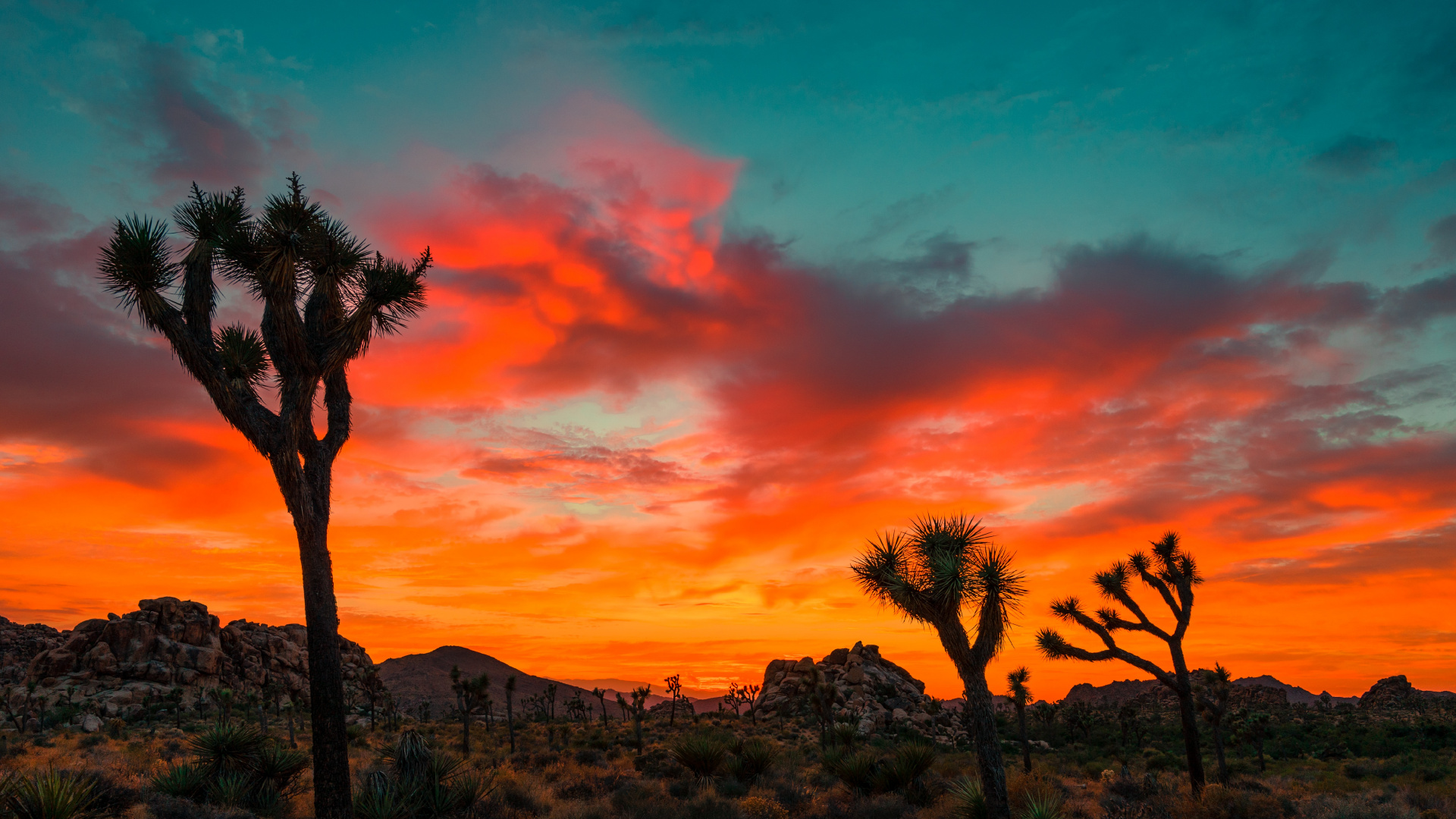 Joshua Tree Sunset, Joshua Tree National Park, Joshua Tree, Sunset, Deserts of California. Wallpaper in 1920x1080 Resolution