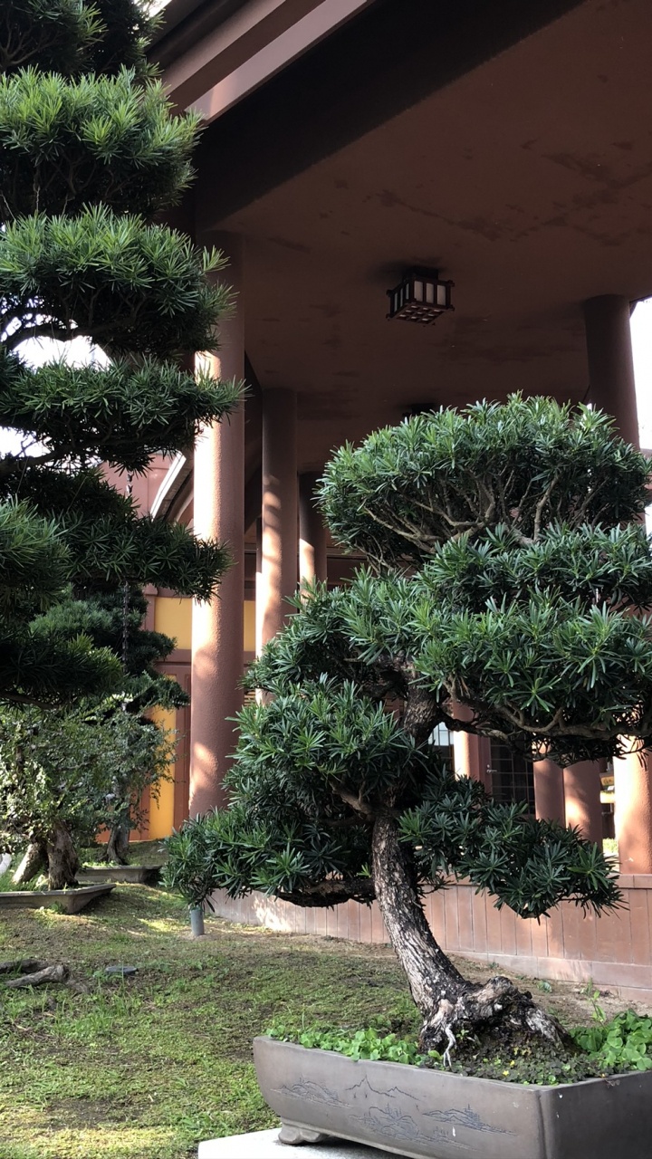 Bonsai, Banco, Arbusto, Evergreen, Columna. Wallpaper in 720x1280 Resolution