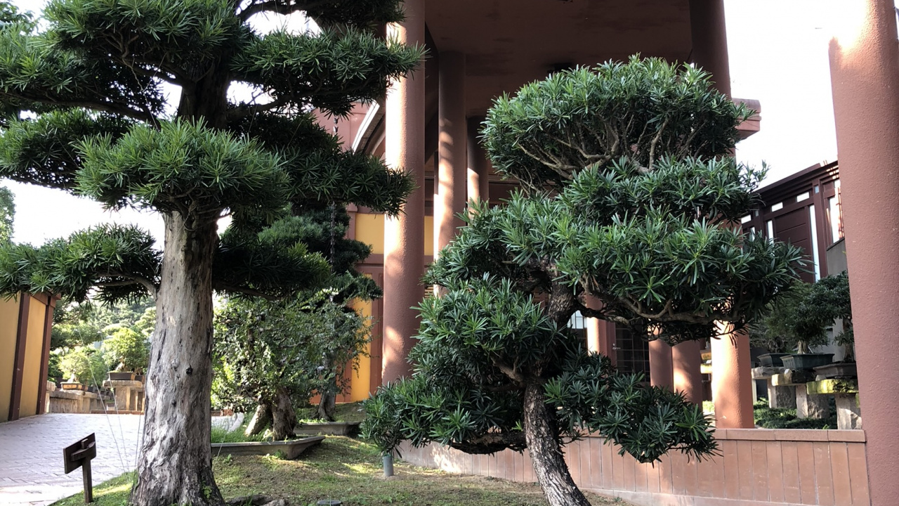 盆景, 板凳, 阴凉处, 灌木, Evergreen 壁纸 1280x720 允许