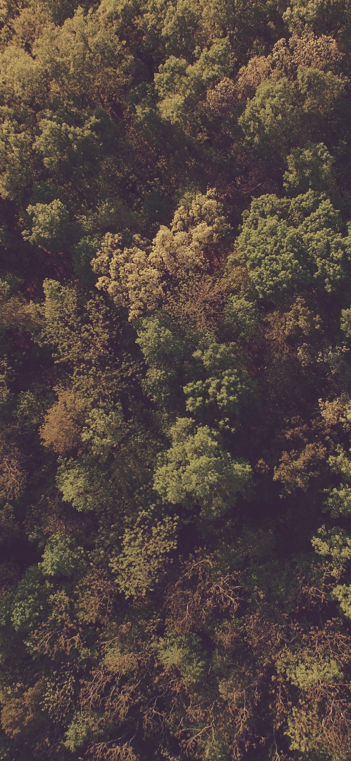 Tagsüber Grüne Und Braune Bäume. Wallpaper in 1125x2436 Resolution